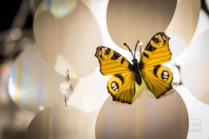 Follow The Butterfly - EVENTO TID