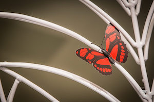 Follow The Butterfly - EVENTO TID